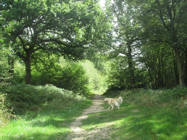 Hamstreet Woods National Nature Reserve景点图片