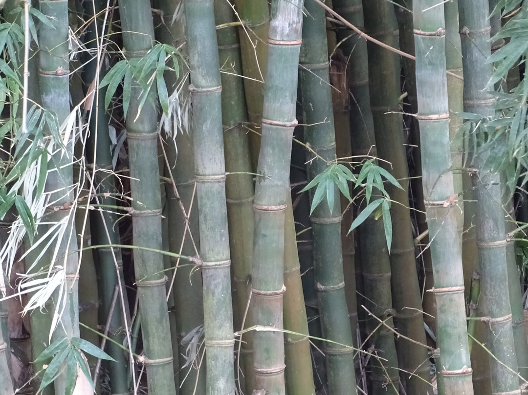 Wylie Park-彼得马里茨堡必去景点