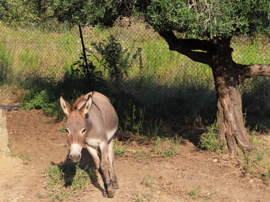 Domus Petrae B&B - Villa Tipaldi主图