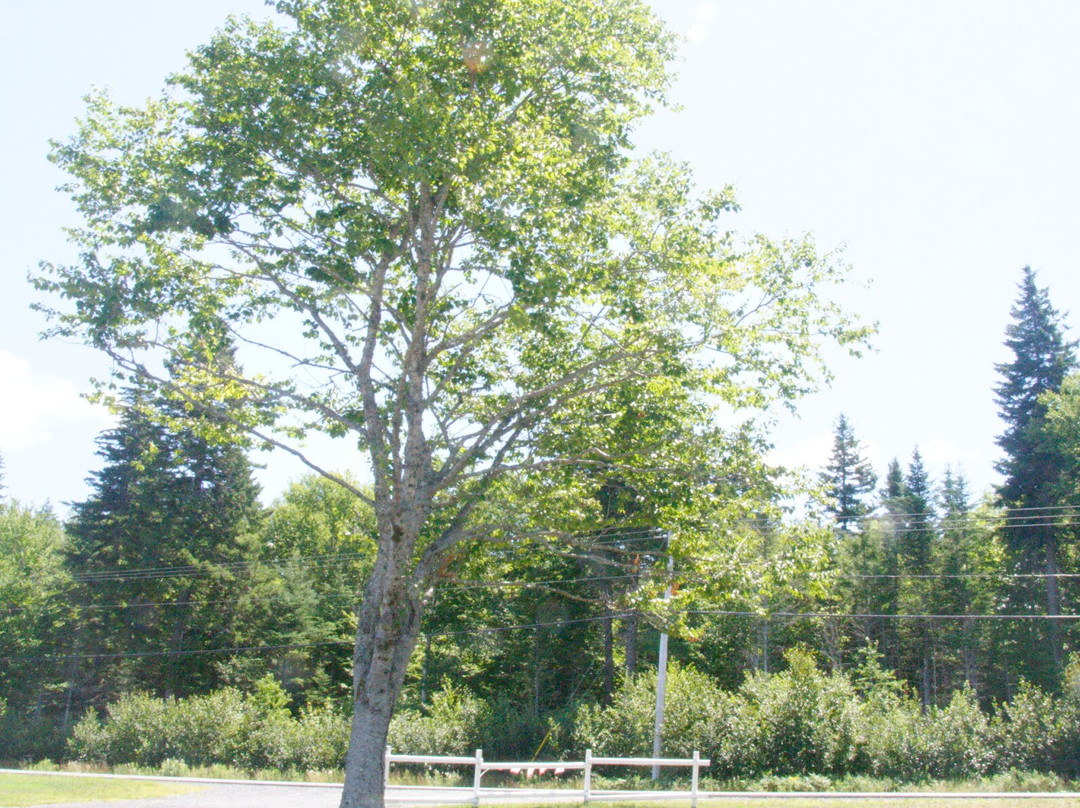 Campobello Whale Watch Motel主图