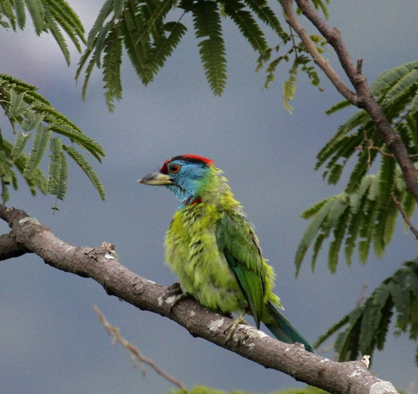 国家植物园-加德满都必去景点