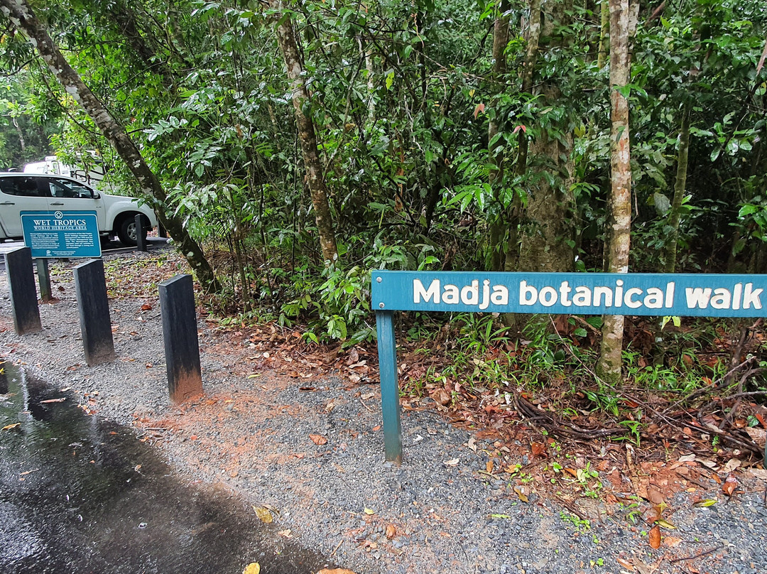 Marrdja Botanical Walk-Cape Tribulation必去景点