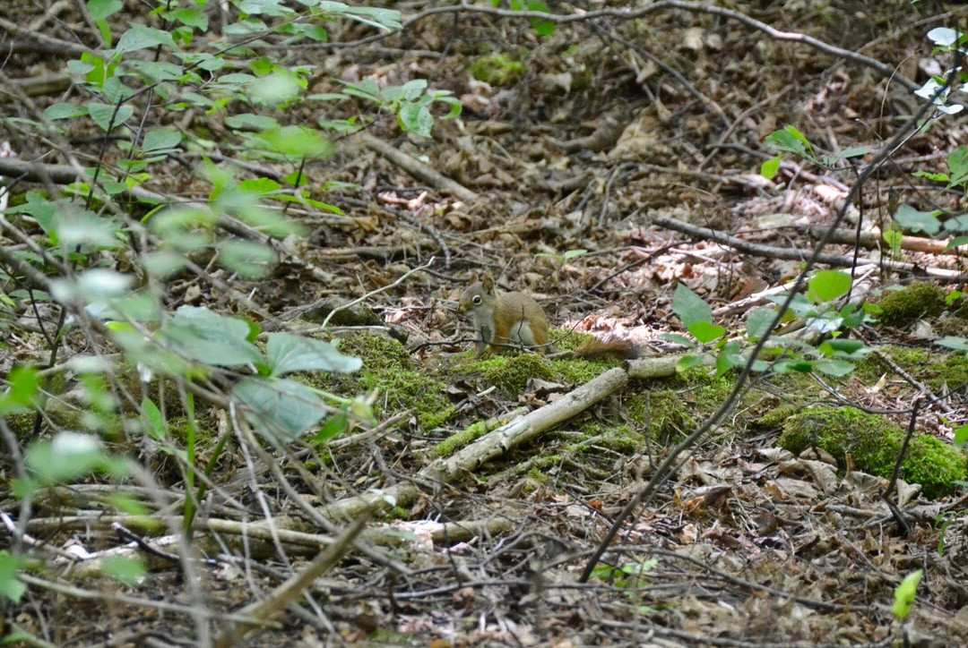 Duncan Escarpment Provincial Nature Reserve-蓝山必去景点