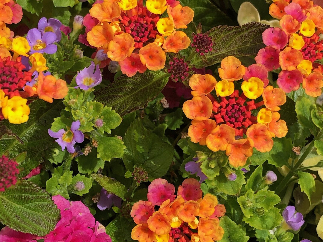 Black Walnut Inn & Vineyard主图