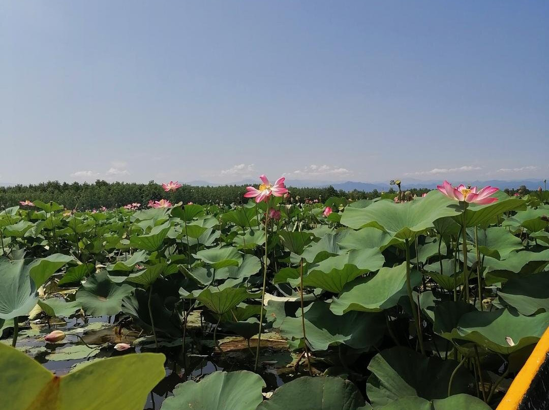 Abkenar Swamp景点图片