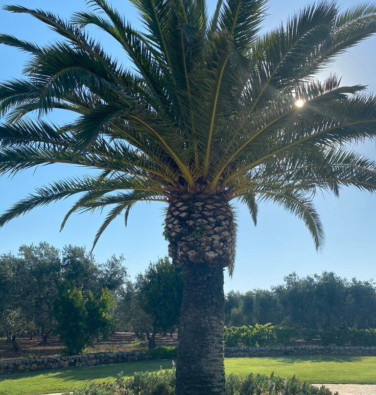Masseria San Domenico主图