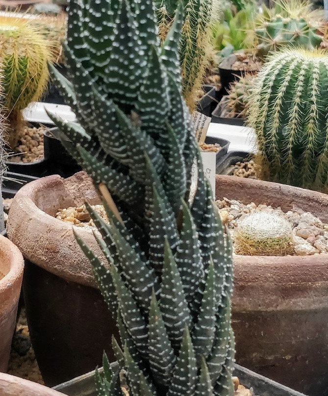 Auroville Botanical Gardens景点图片