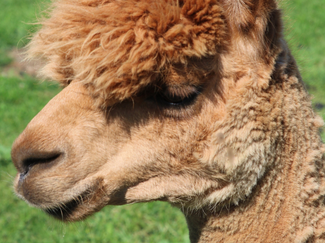 Cabin View Alpacas景点图片