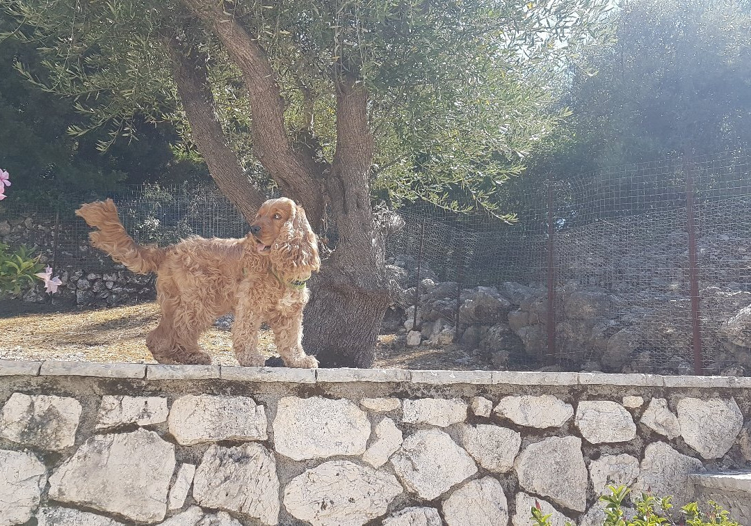 Ionian Villas