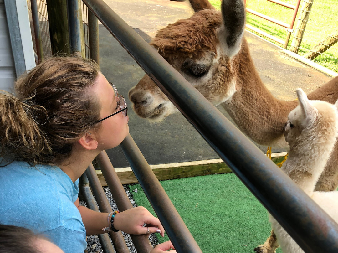 Cobb Creek Cabins主图