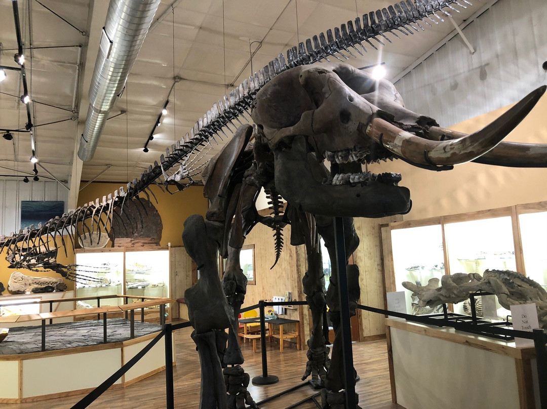 World Fossil Finder Museum景点图片