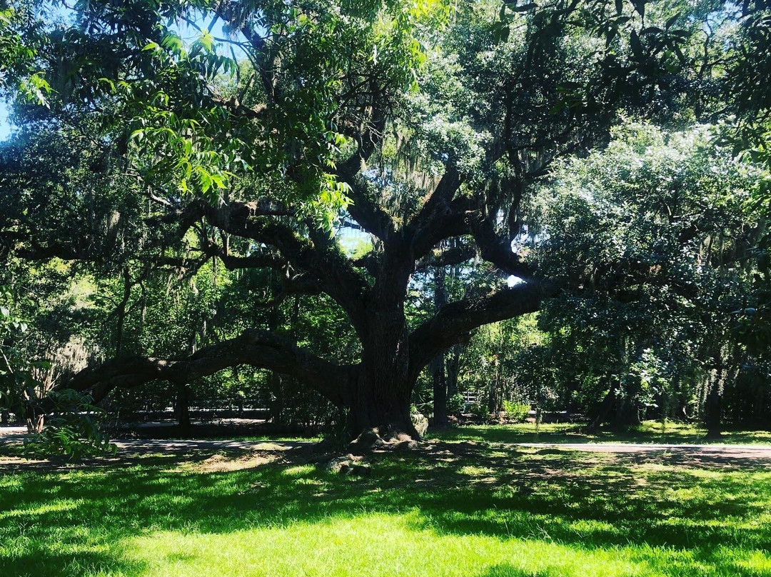 Magnolia Plantation & Gardens景点图片