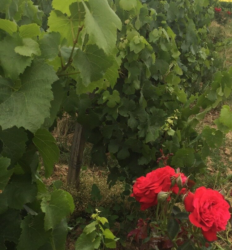 Domaine Joseph Lafarge主图
