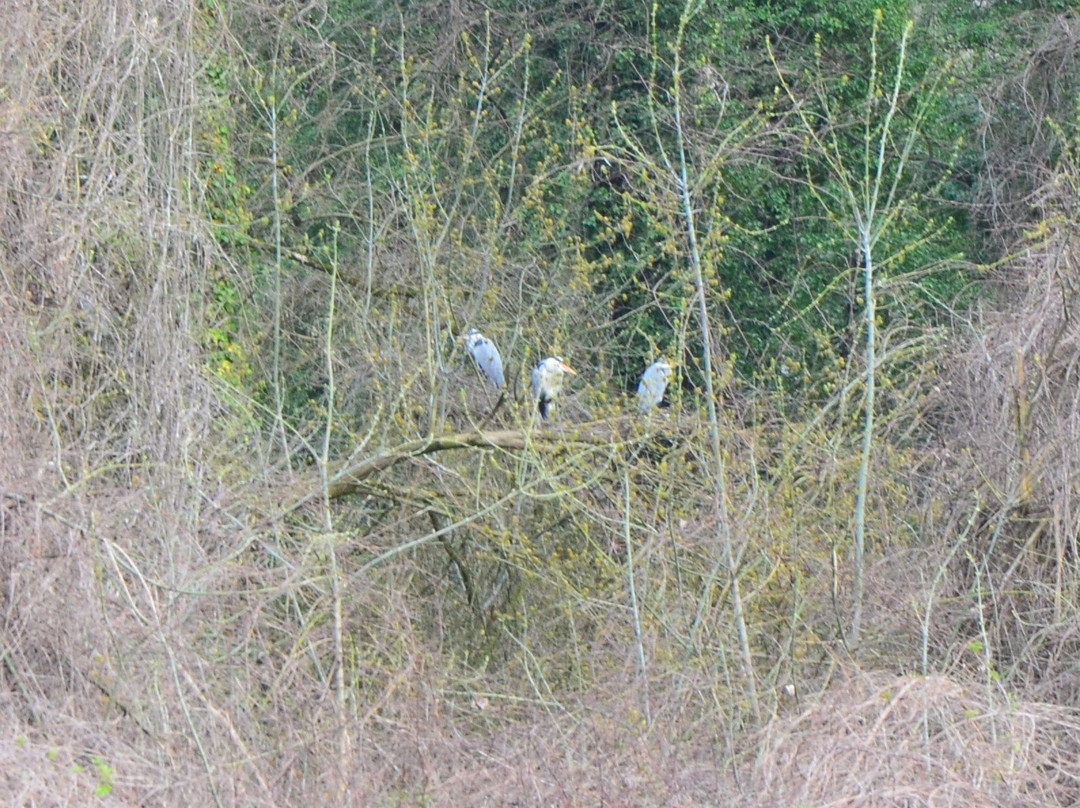 Le Centre d'Observation de la Nature de l'Ile du Beurre