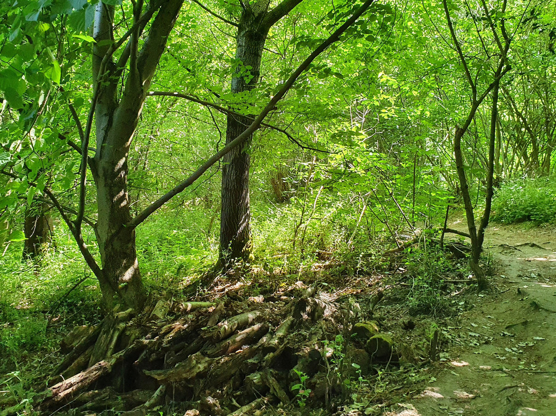 Gobions Wood Nature Reserve景点图片