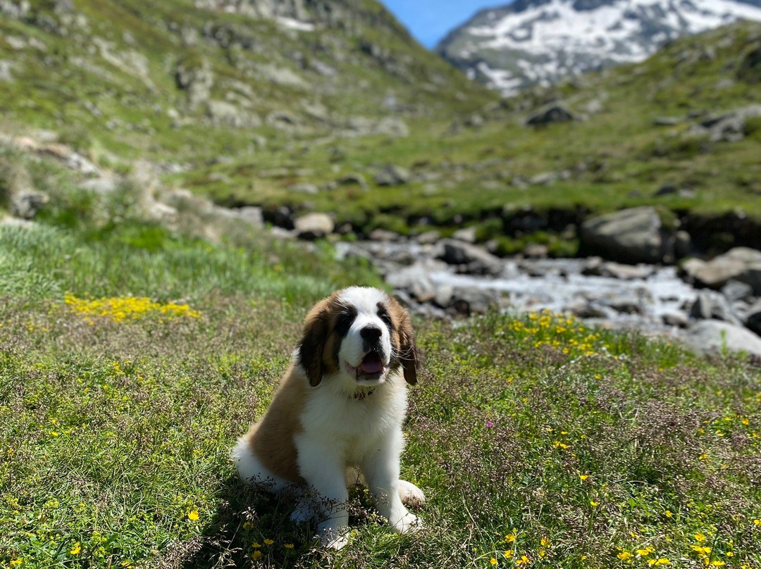 Great St. Bernard Pass景点图片
