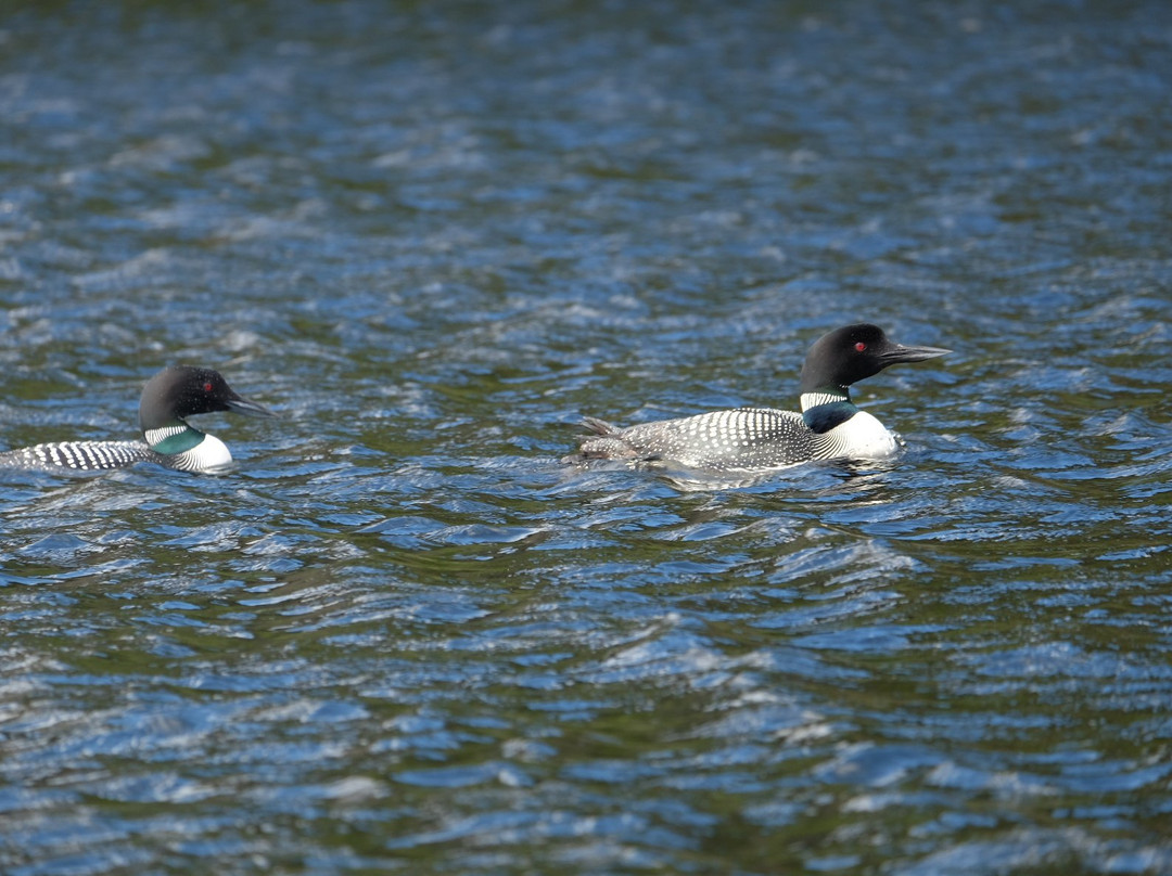 Pourvoirie Pavillon Basilieres-Saint Zenon必去景点