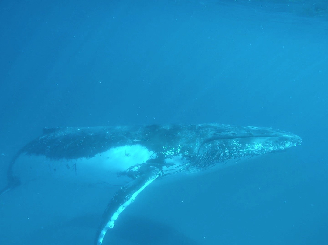 Ningaloo Whaleshark Swim景点图片