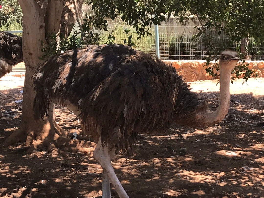 Pafos Zoo景点图片