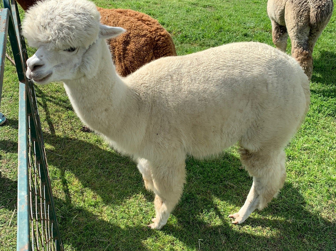 Peeka Ranch-Burton必去景点