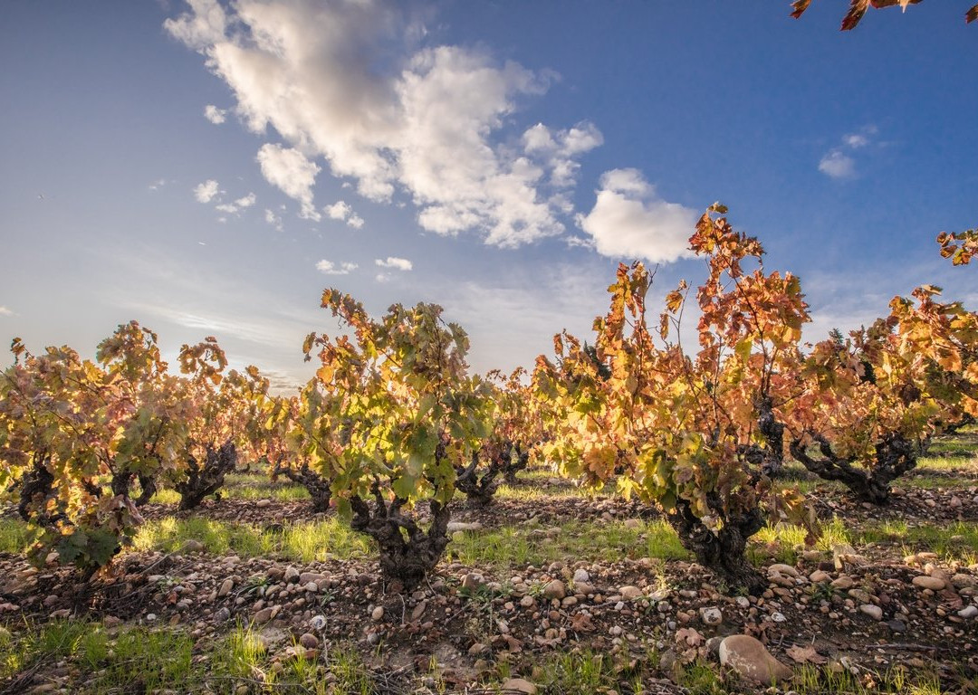 Domaine de la Valeriane景点图片