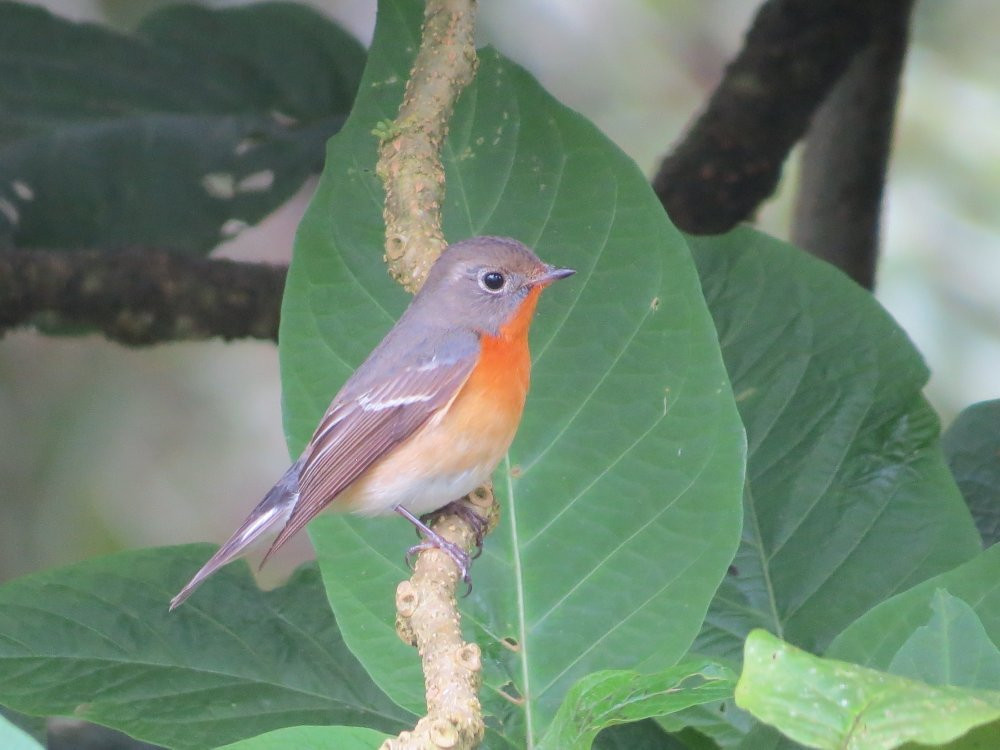 Stephen's Place B&B主图