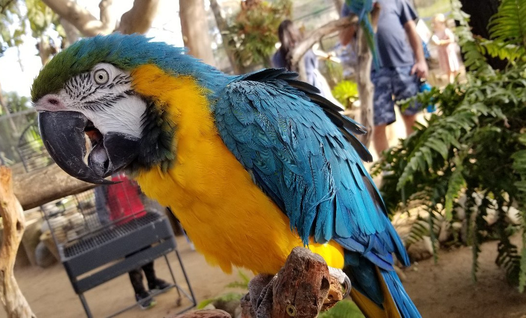 Free Flight-德尔马必去景点