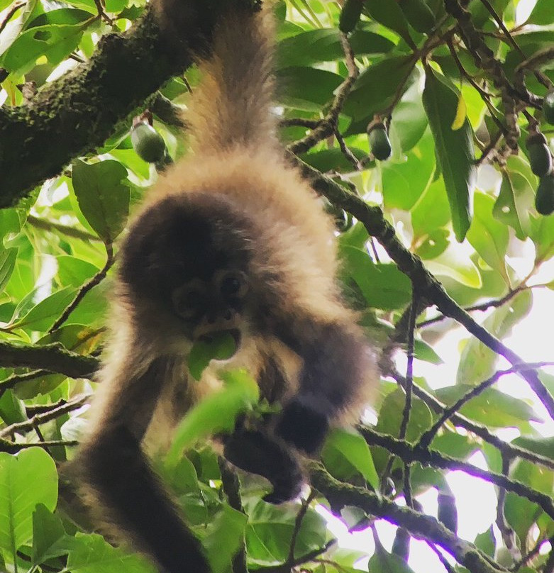 Costa Rica Wáköö Tours-哥斯达黎加安东尼奥国家公园必去景点