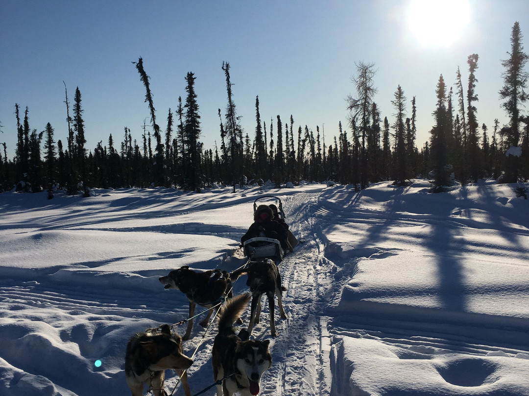 A+ Dog Sled Excursions & Tours景点图片