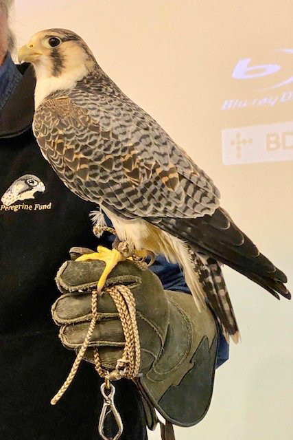 World Center For Birds of Prey景点图片