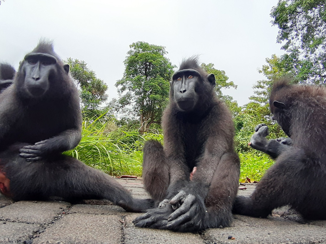 Tangkoko Wildlife Tour景点图片