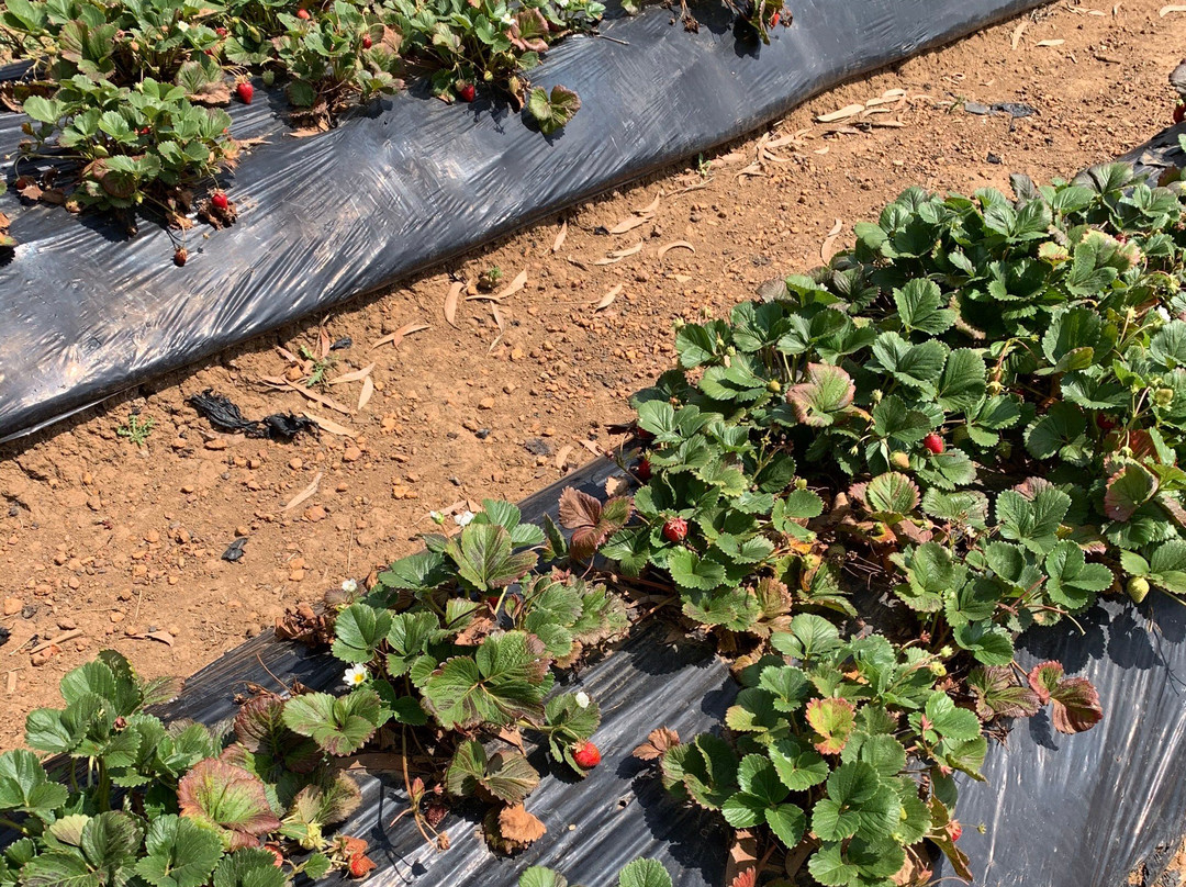 Sunny Ridge Strawberry Farm-Main Ridge必去景点