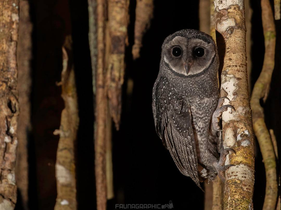 Faunagraphic Wildlife Tours-布里斯班必去景点