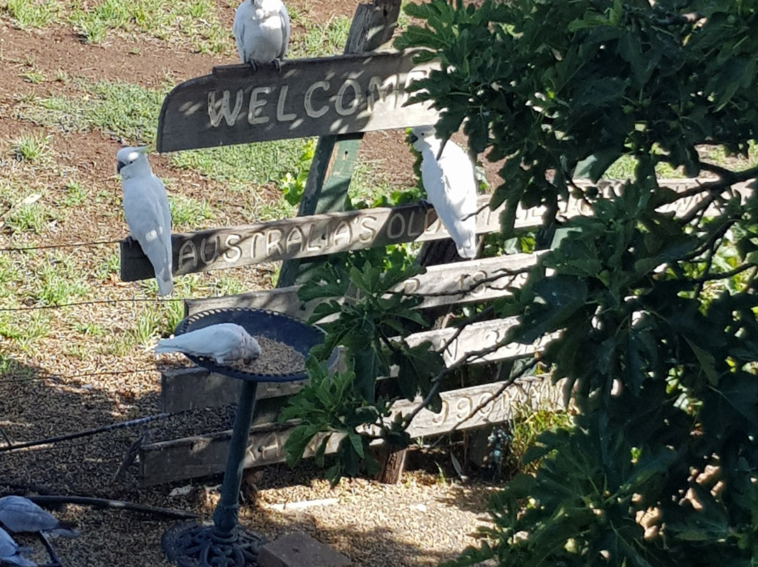 Amble at Hahndorf主图