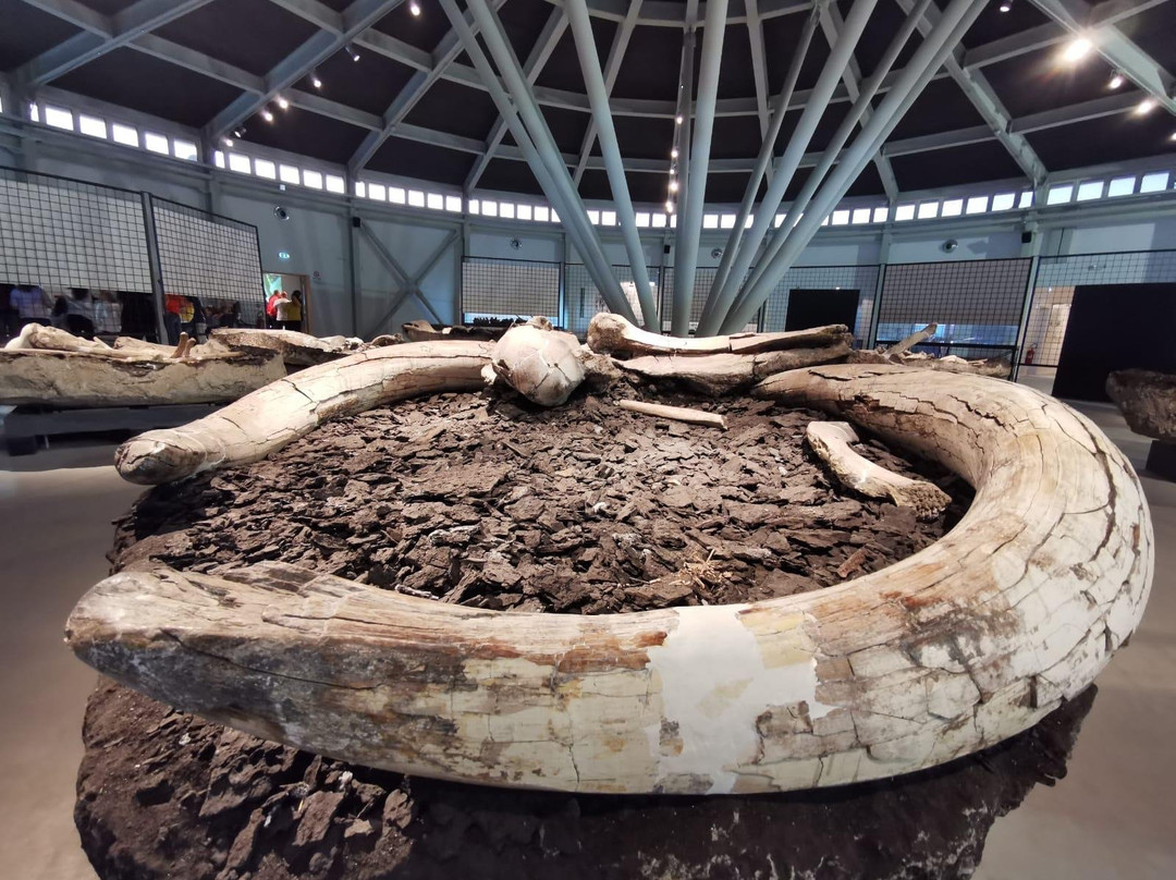 Museo Paleontologico "Luigi Boldrini"景点图片