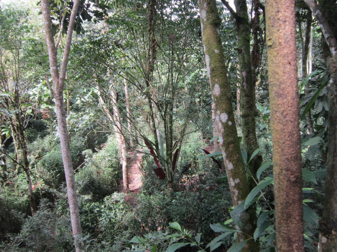 Laberinto de Bambu-明多必去景点