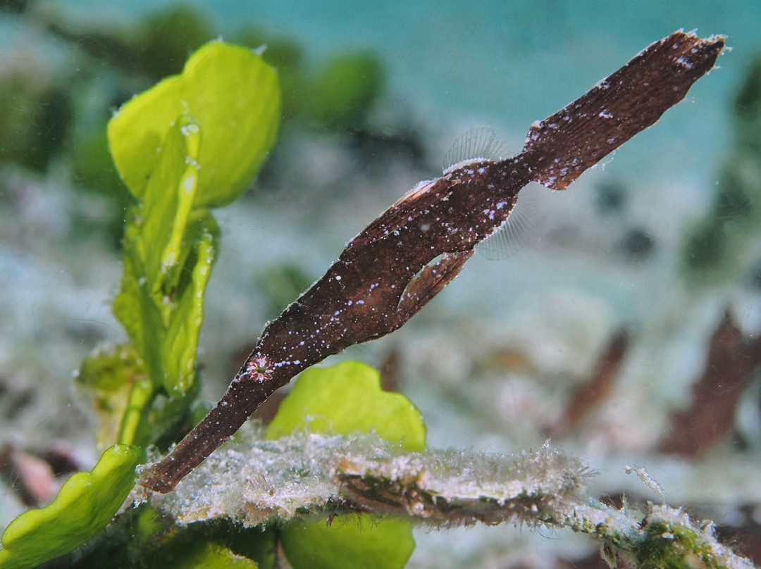 Raja Ampat Dive Center-Gam Island必去景点