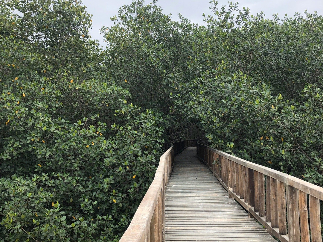 Isla Corazon Mangrove Reserve景点图片