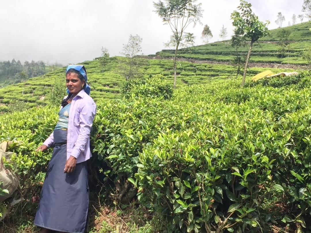 Haputale Super View主图