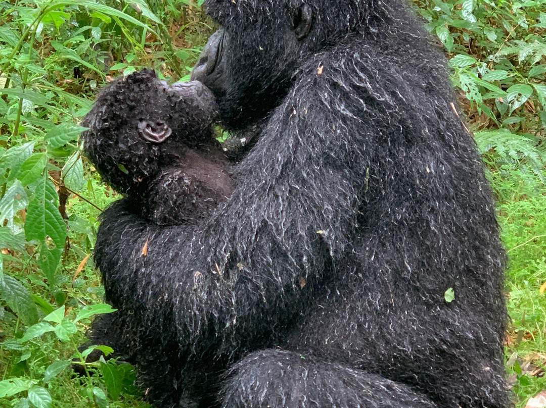 Virunga National Park - Mount Nyiragongo & Mountain Gorilla Treks-Goma必去景点