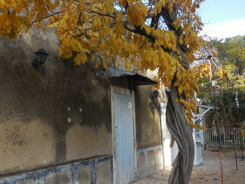 Van Gogh Walk-圣雷米必去景点