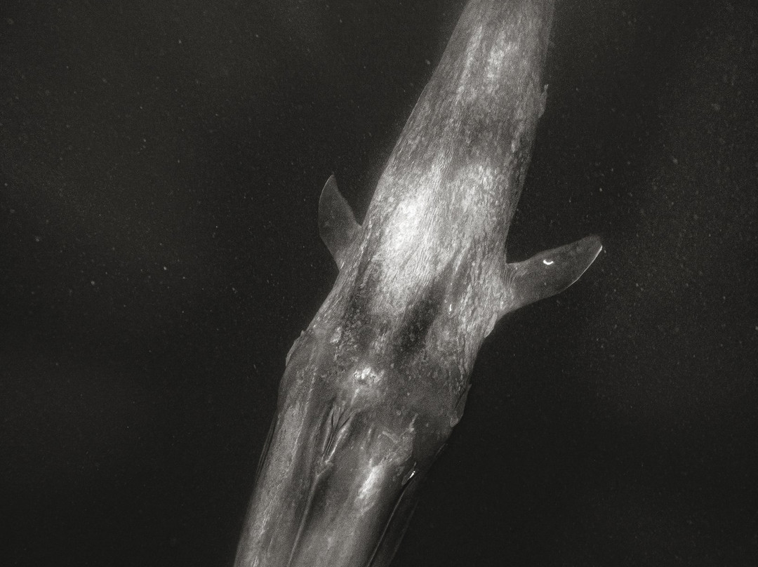 Mirissa Bay Diving-美蕊沙必去景点