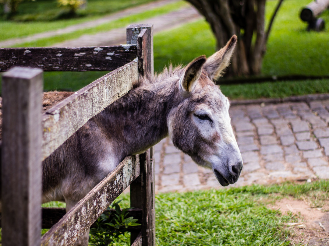 Auberge Suisse主图