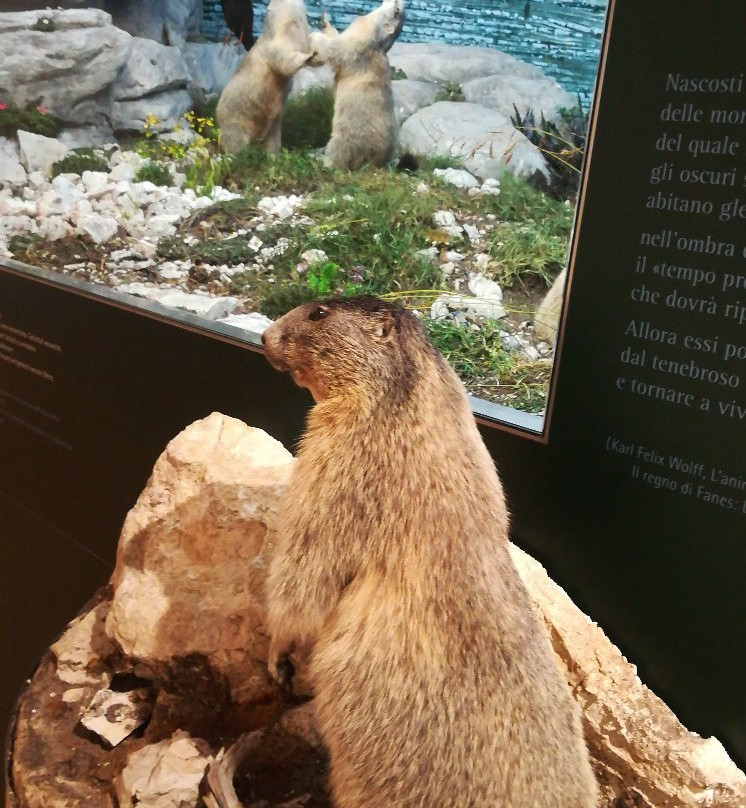 Museum of Nature South Tyrol景点图片