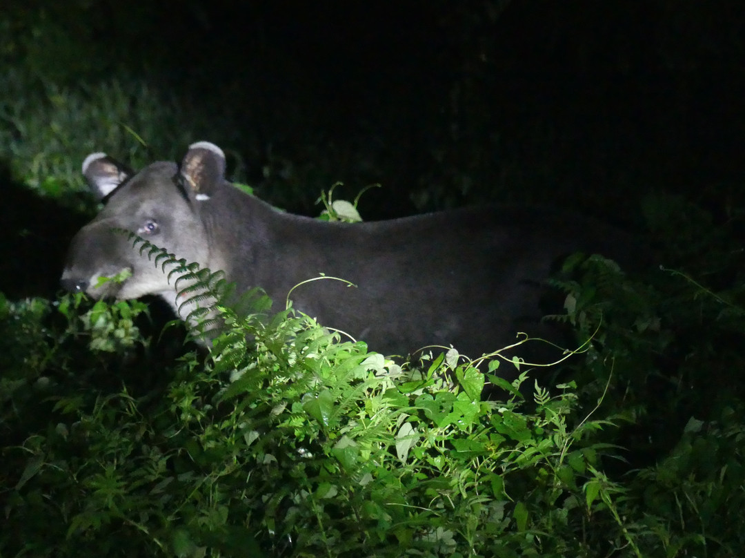 Tapir Valley Nature Reserve景点图片