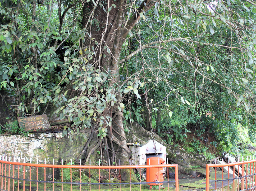 Chain Tree of Karinthandan-Vythiri必去景点