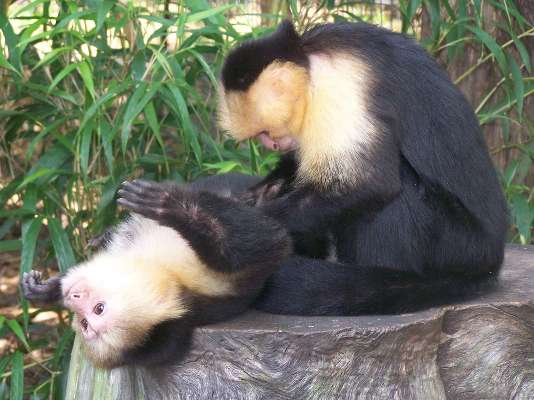 Jungle Friends Primate Sanctuary景点图片