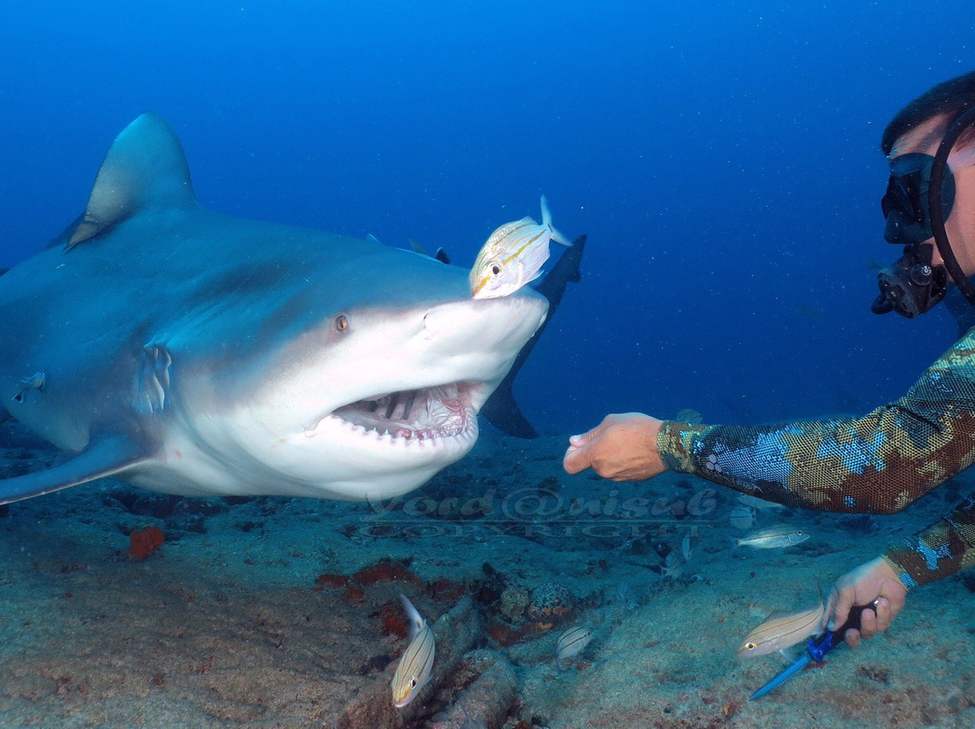 Shark's Friends Diving Center-Playa Santa Lucia必去景点