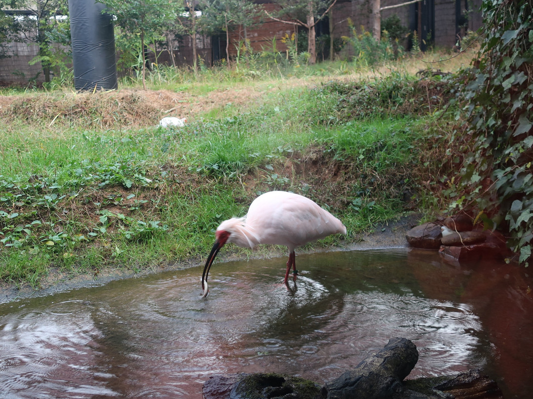 Toki no Mori Park-佐渡市必去景点