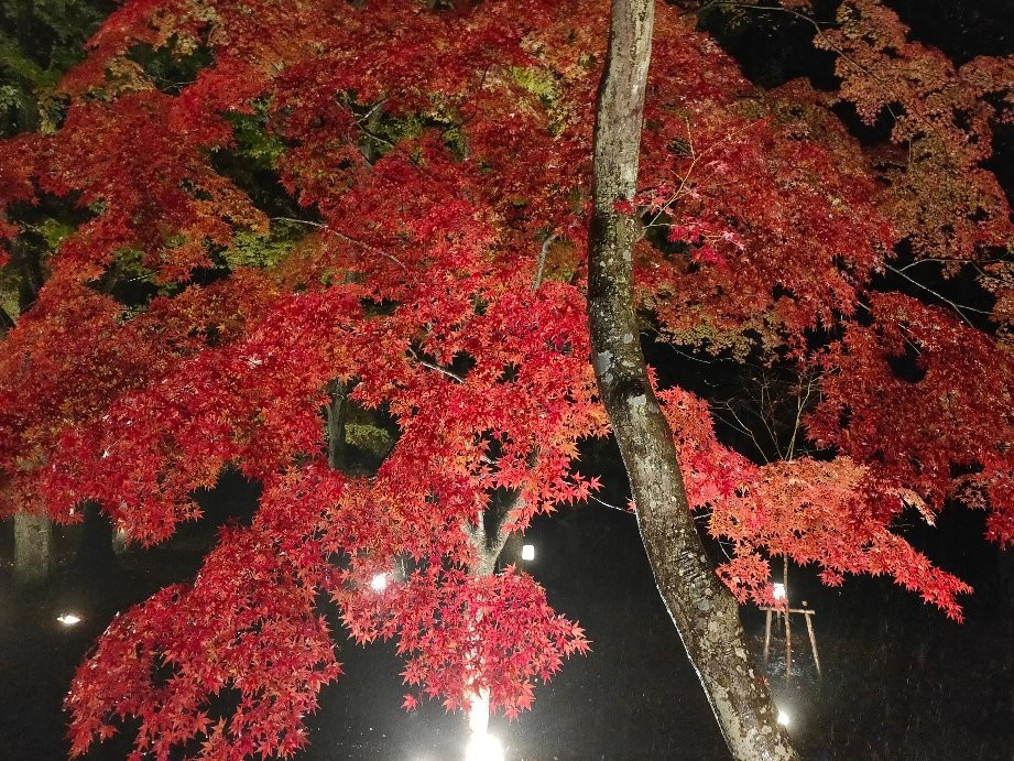 Tsukinoishi Momiji Park景点图片